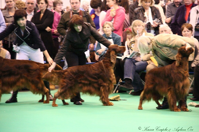 Crufts2011_2 042.jpg